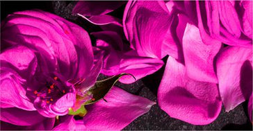 ROSEWATER QUIZ