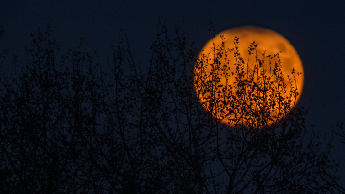 Halloween Tips & Tricks