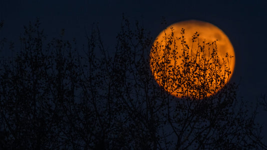 Halloween Tips & Tricks