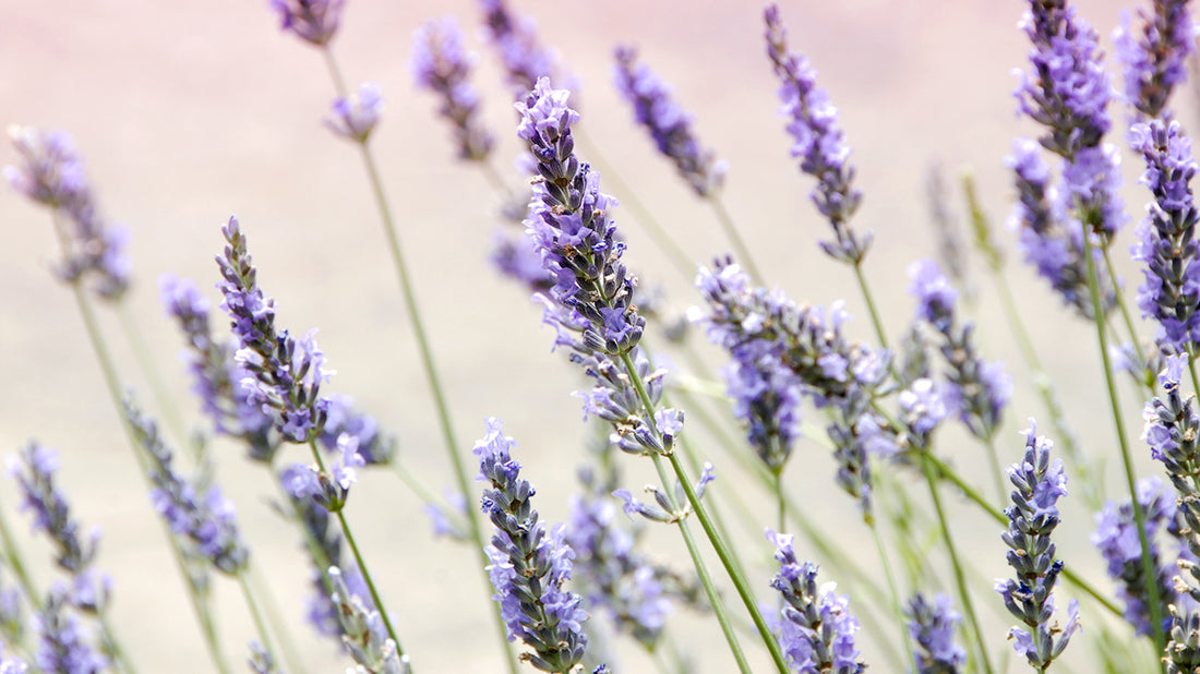 What are the Benefits of Lavender?