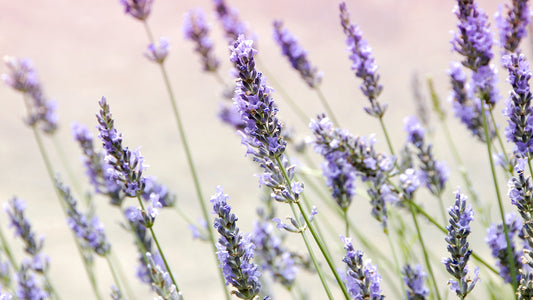 What are the Benefits of Lavender?