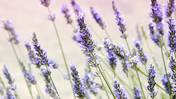 What are the Benefits of Lavender?